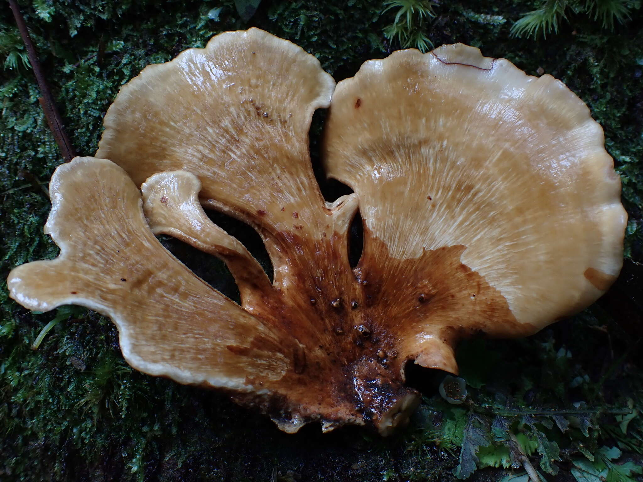 Favolus grammocephalus (Berk.) Imazeki 1943 resmi