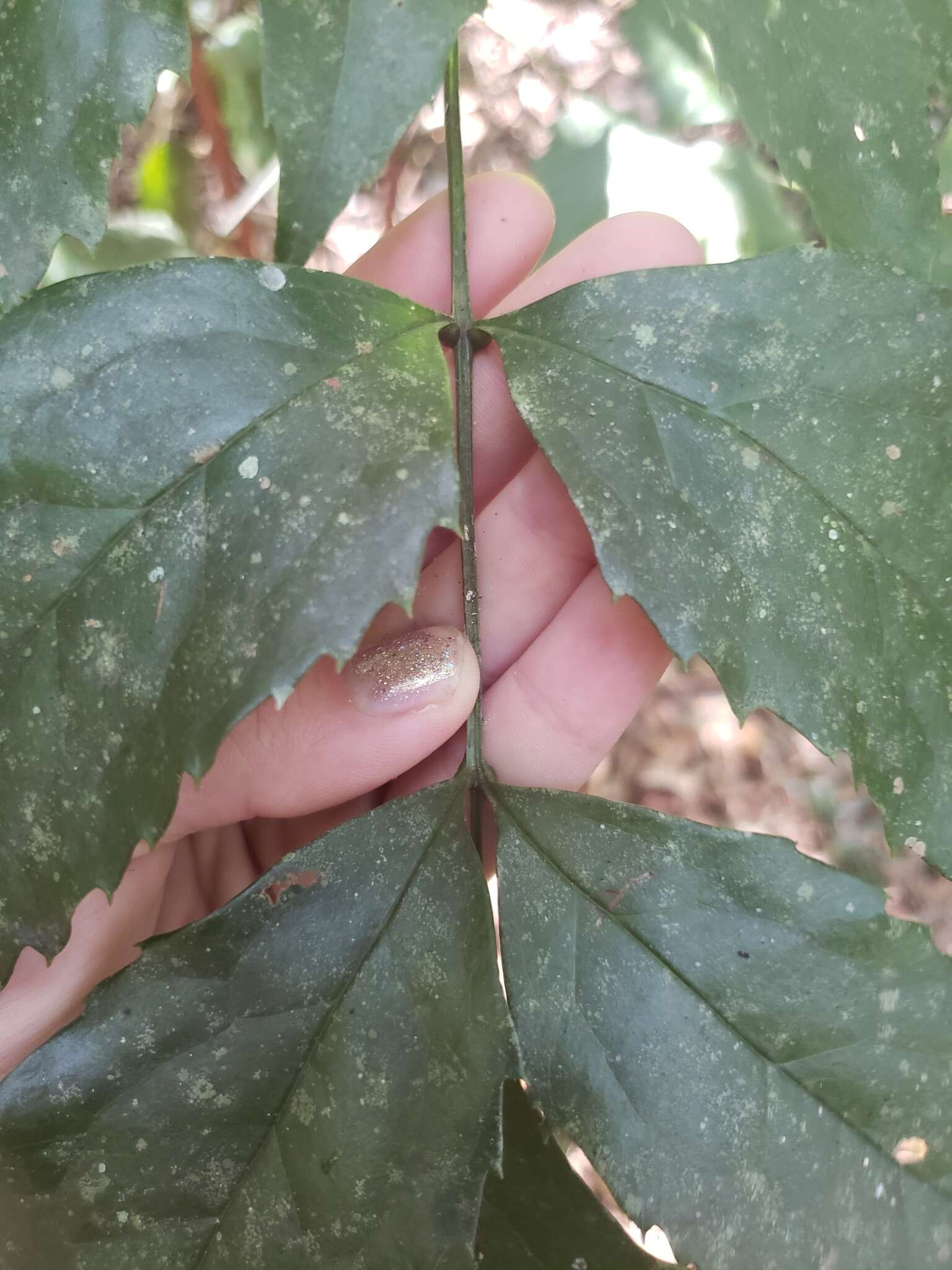 Image of Carnarvonia araliifolia F. Müll.