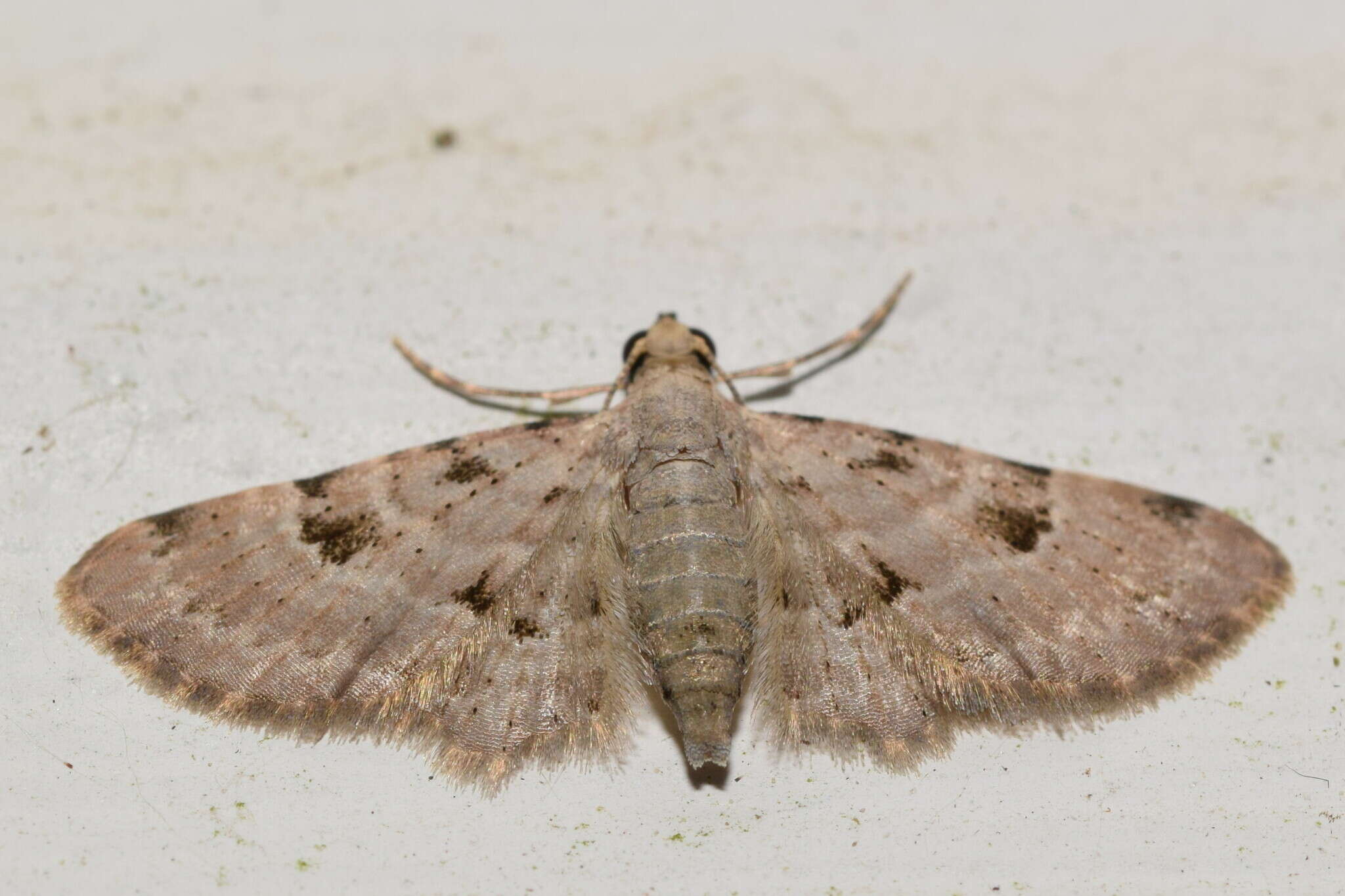 Image of Gymnoscelis spodias Turner 1922