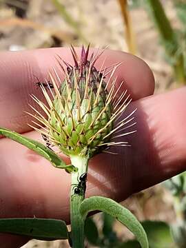 Image of Klasea flavescens subsp. mucronata (Desf.) P. Cantó & S. Rivas-Martínez