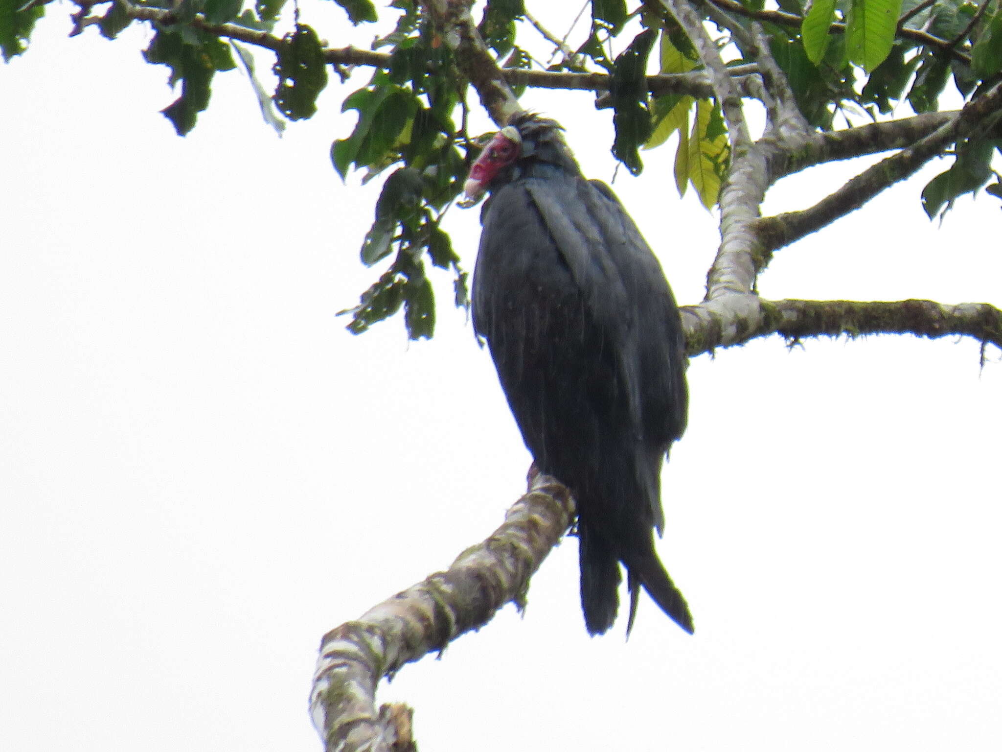 Image of Cathartes aura ruficollis Spix 1824