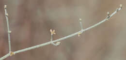 Image of Idria buckwheat