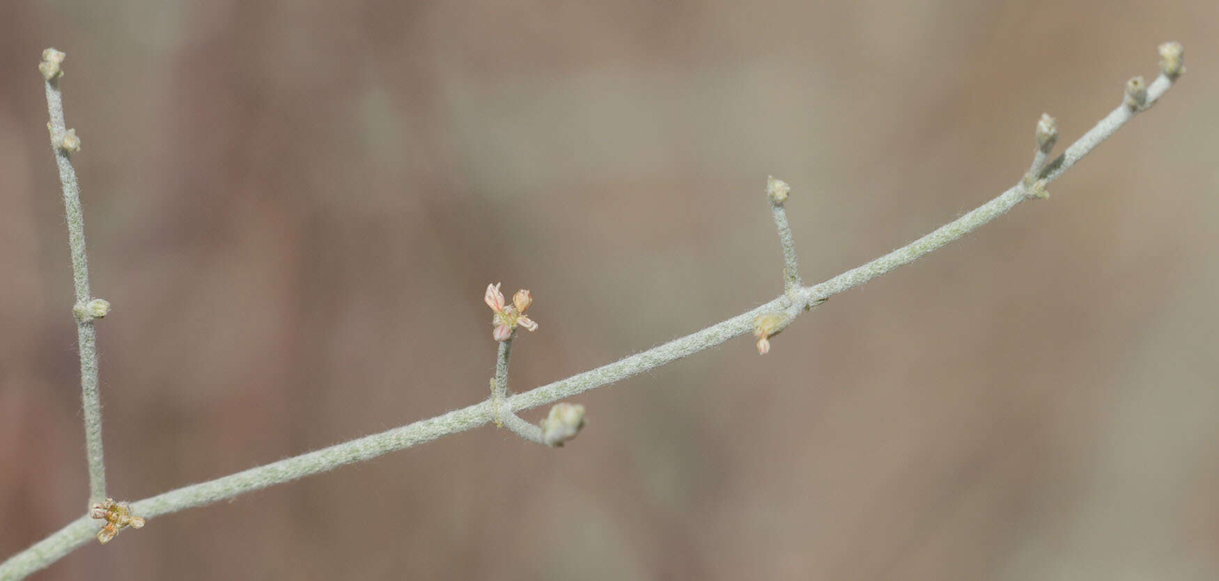 Image of Idria buckwheat