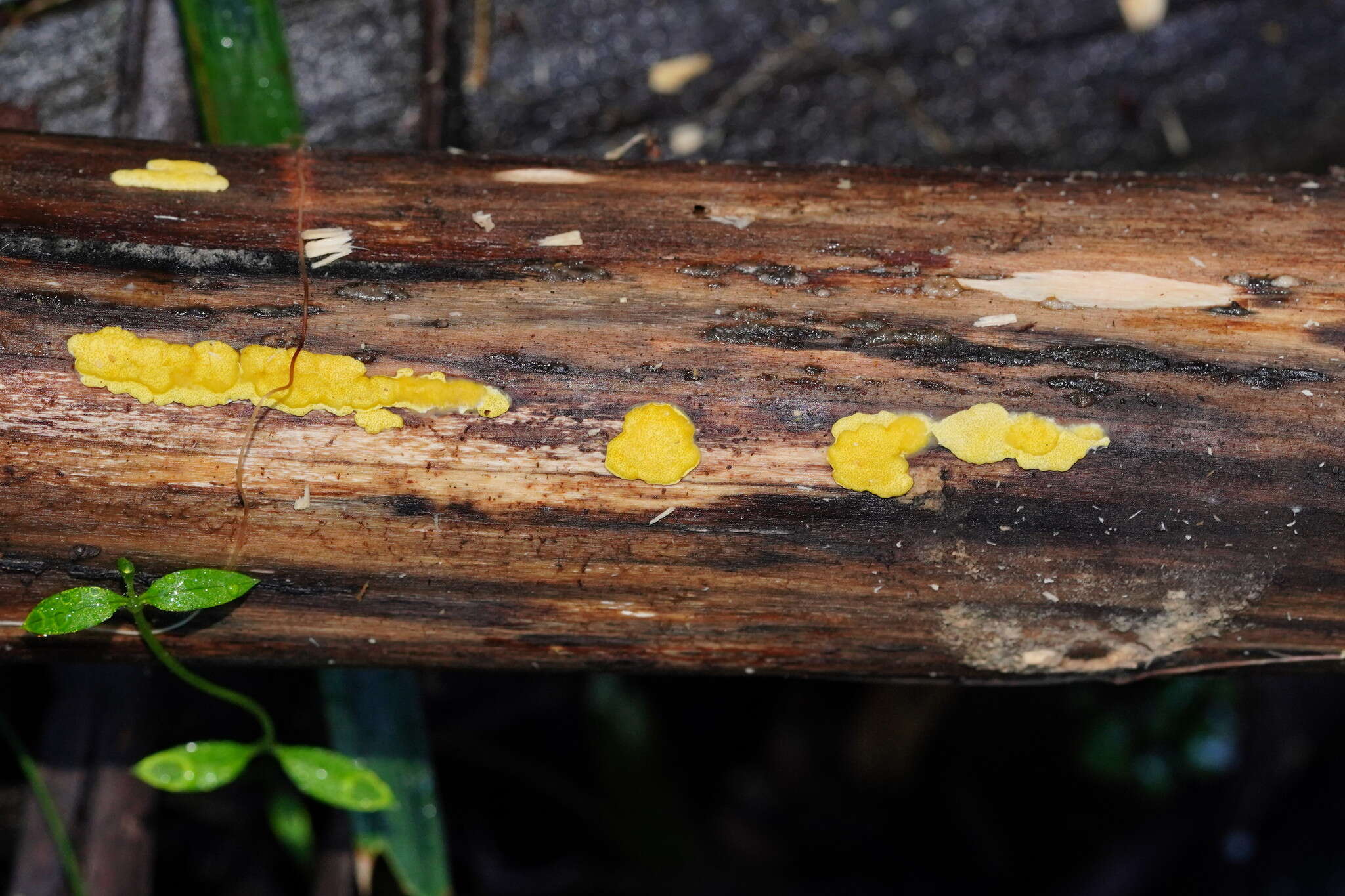 Trichoderma victoriense (Overton) Jaklitsch & Voglmayr 2014的圖片