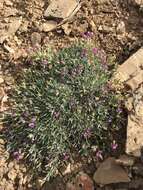 Imagem de Astragalus spatulatus Sheldon