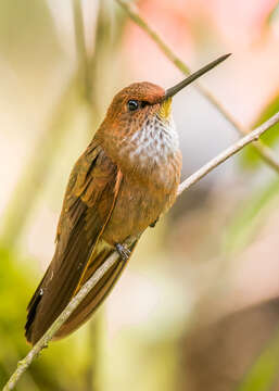 صورة Coeligena coeligena ferruginea (Chapman 1917)