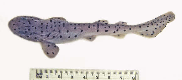 Image of Saddled swellshark