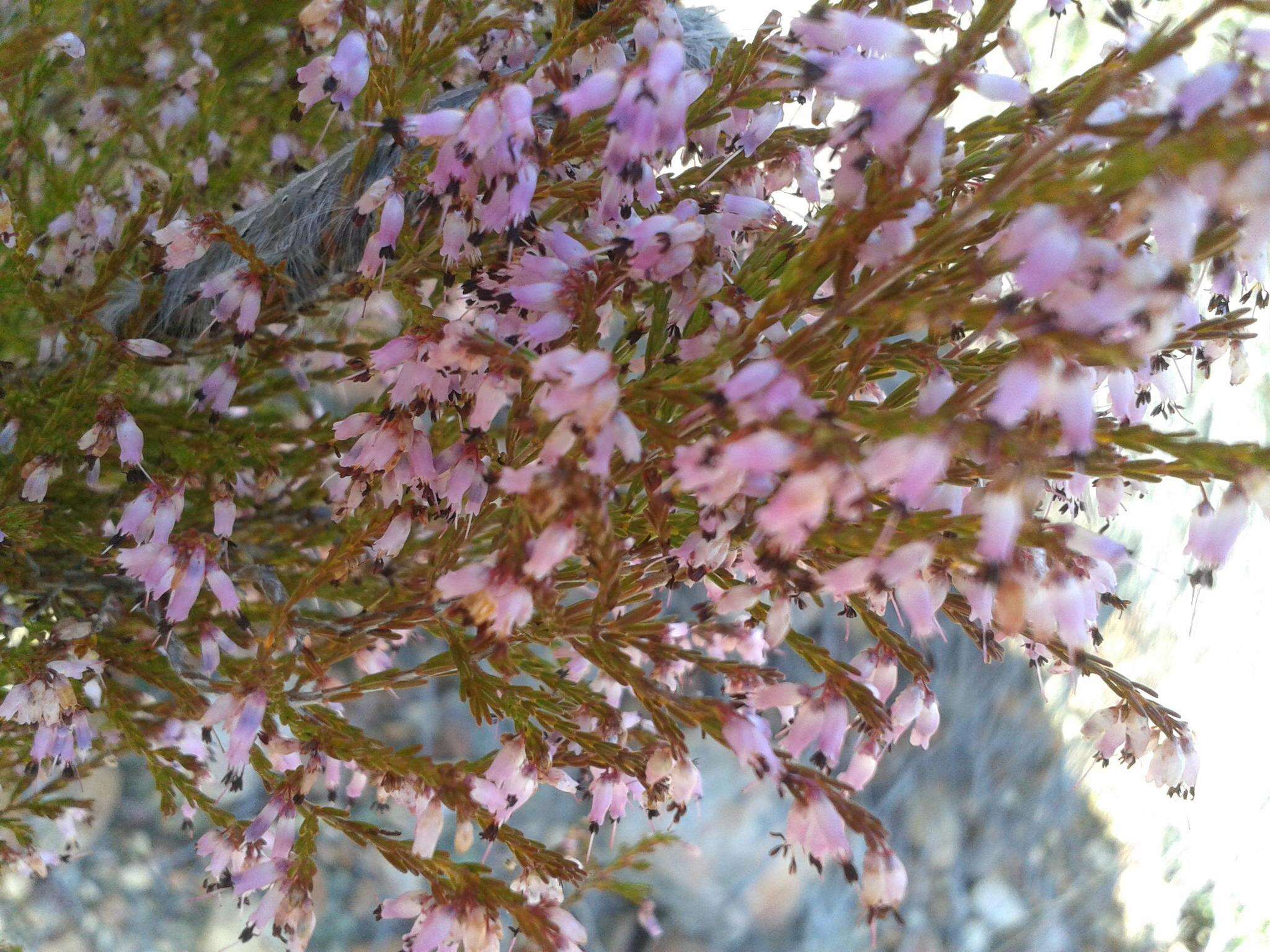 Image of Erica rosacea subsp. rosacea