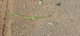 Image of Green Water Snake