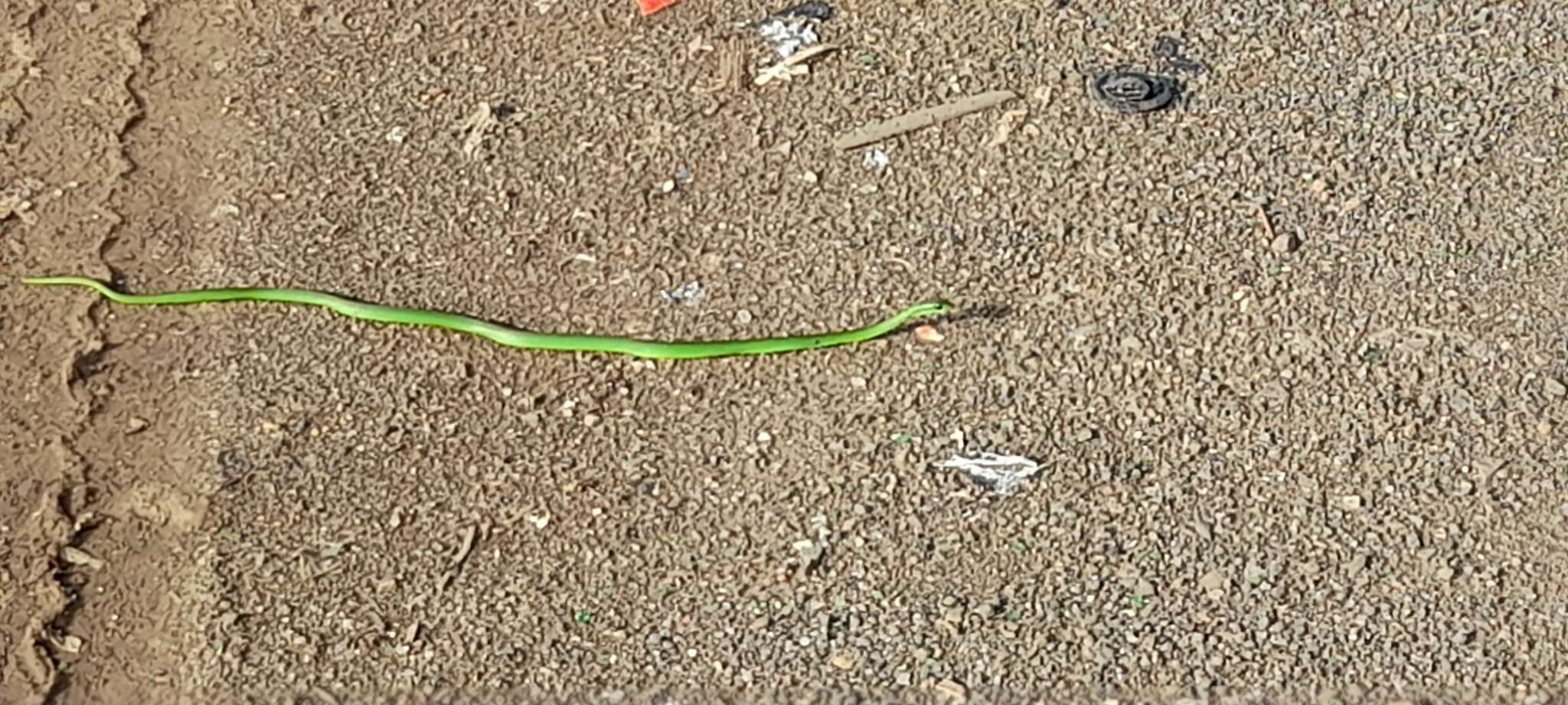 Image of Green Water Snake