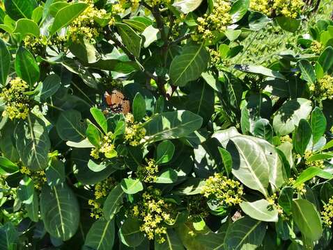 Image of Psychotria capensis subsp. capensis