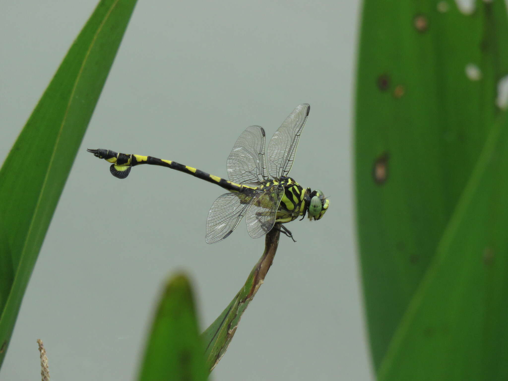 صورة Sinictinogomphus Fraser 1939