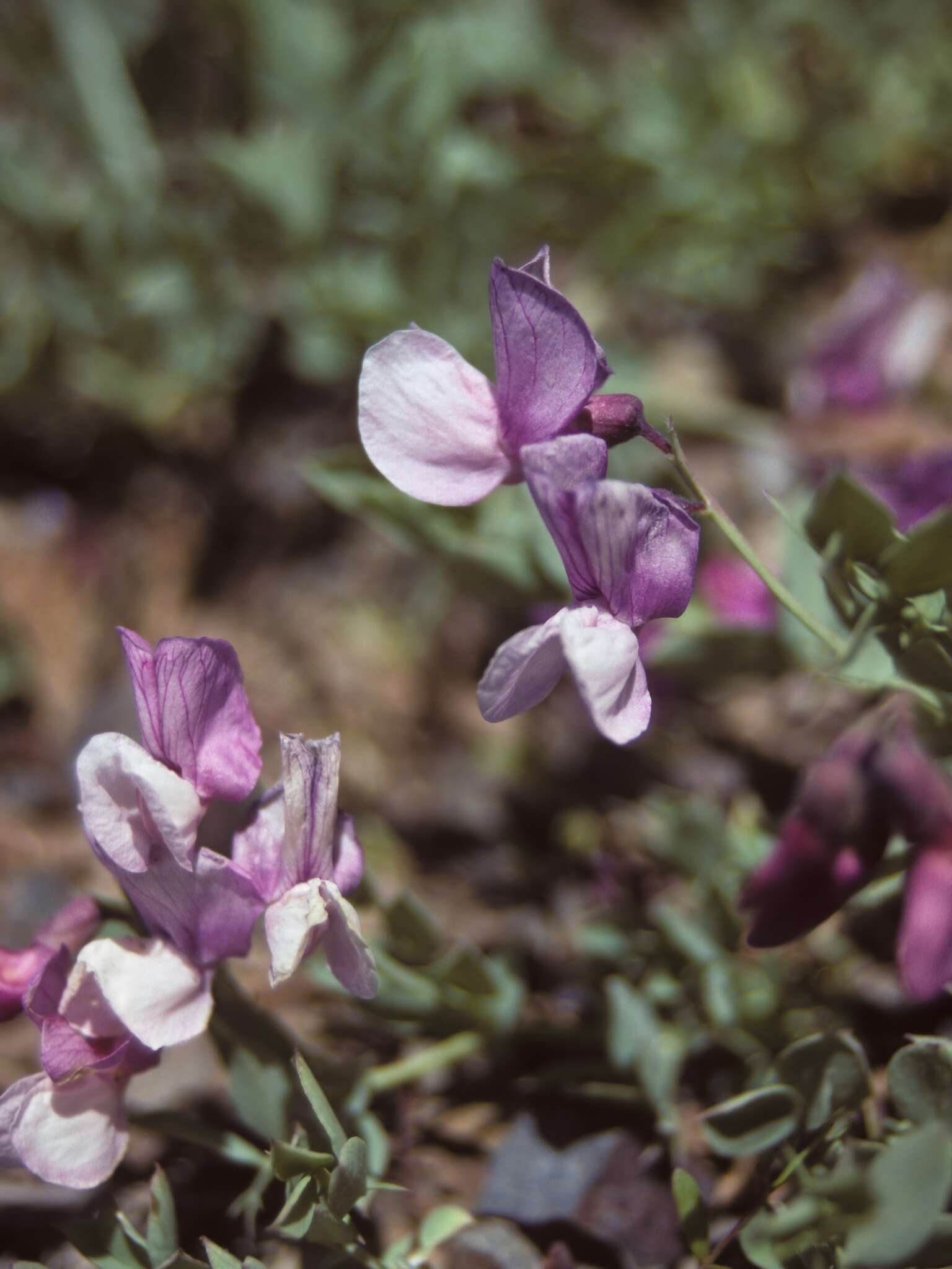 Imagem de Lathyrus grimesii Barneby