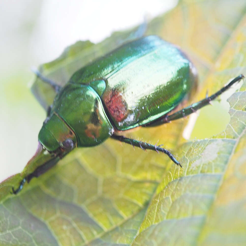 Mimela splendens (Gyllenhal 1817) resmi