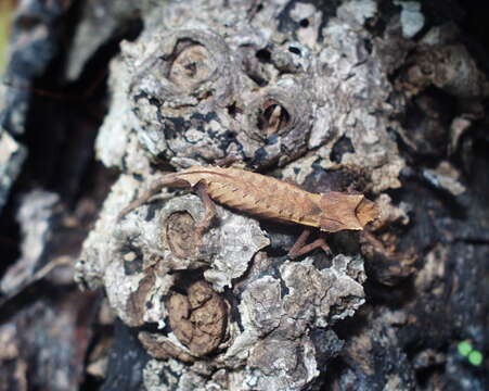 Plancia ëd Brookesia stumpffi Boettger 1894