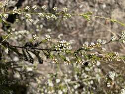 Image of Baeckea diosmifolia Rudge