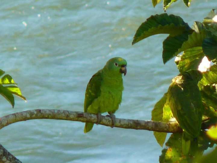 Image of Yellow-crowned Parrot, Yellow-crowned Amazon