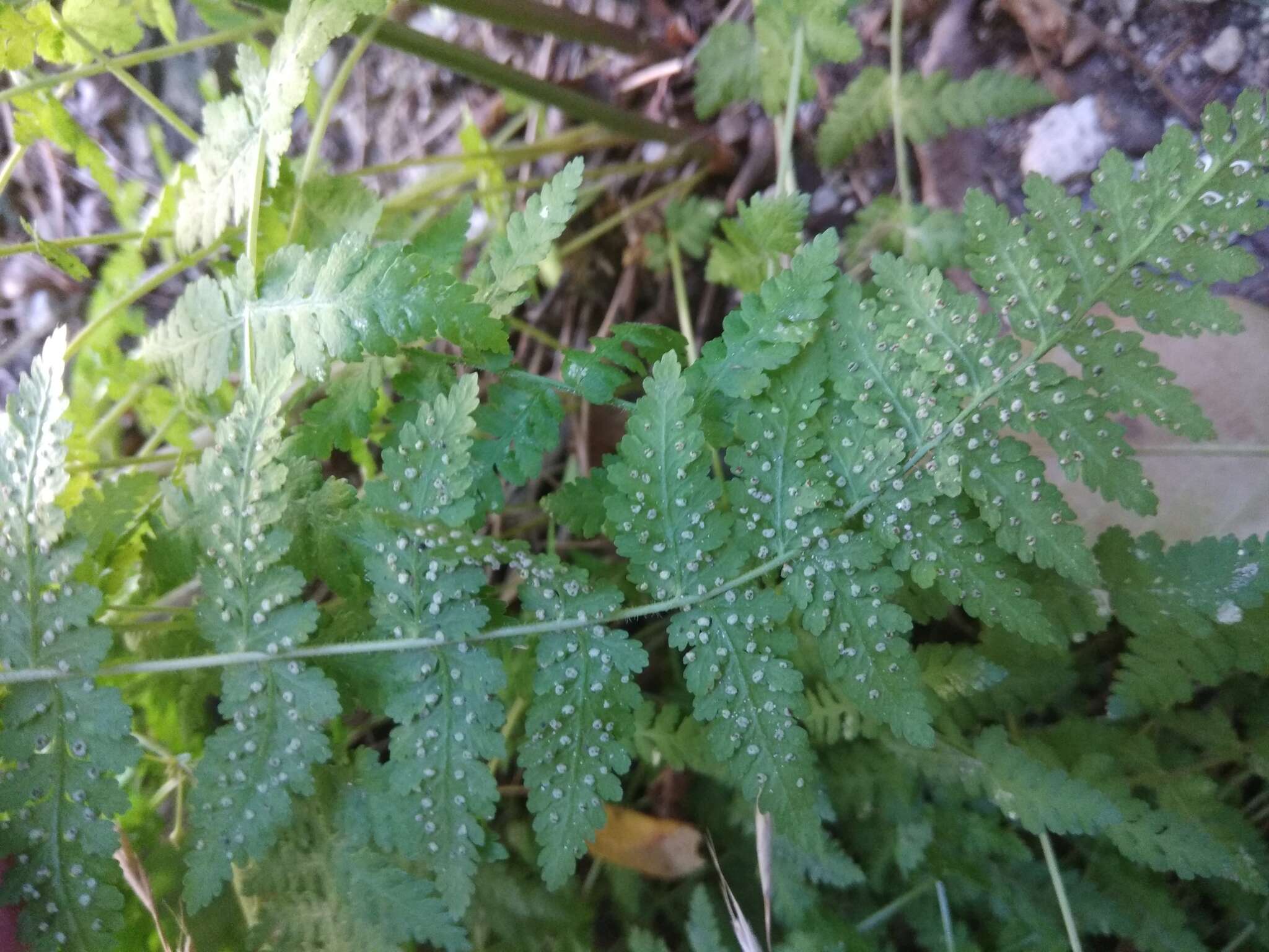 Image of Woodsia fragilis (Trev.) Moore