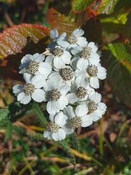 Image of Achillea alpina subsp. camtschatica (Heimerl) Kitam.