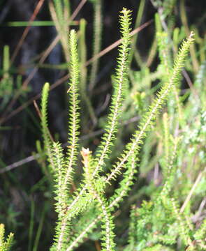 Image of Epacris pauciflora A. Rich.