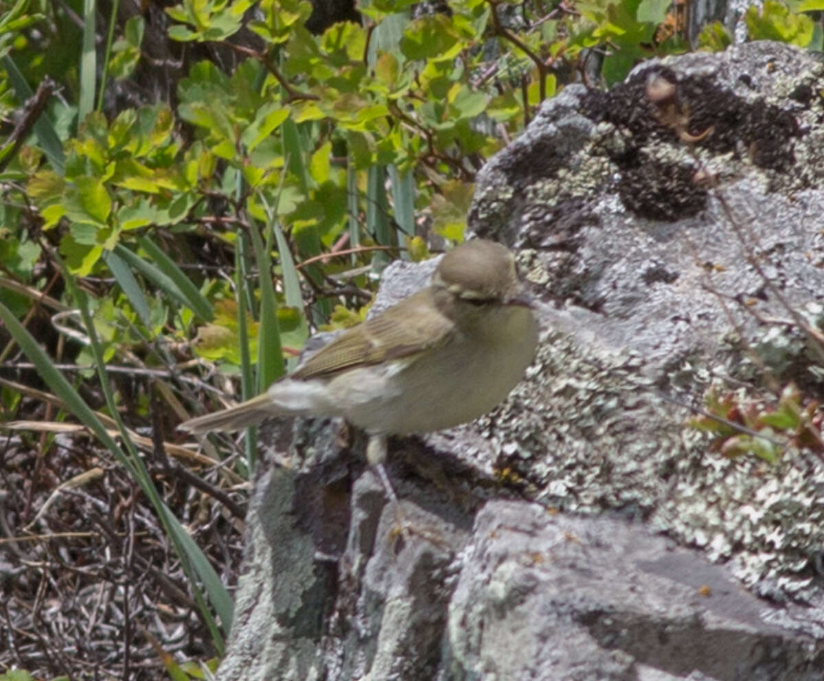 Imagem de Phylloscopus trochiloides (Sundevall 1837)