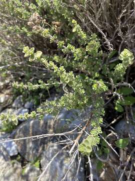 صورة Origanum onites L.