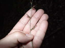 Image of basketgrass