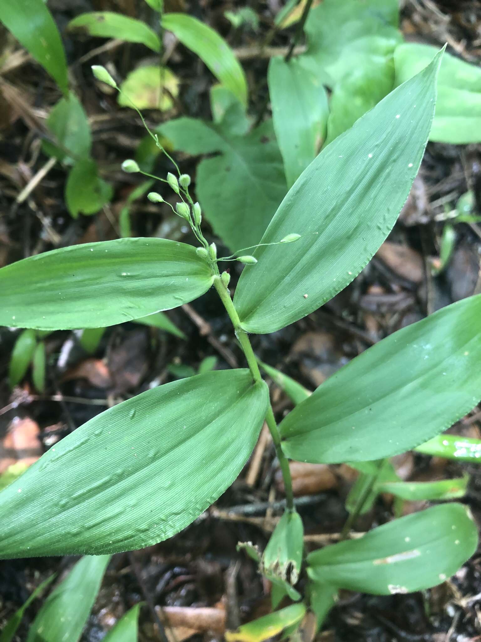 Image of Bosc's panicgrass