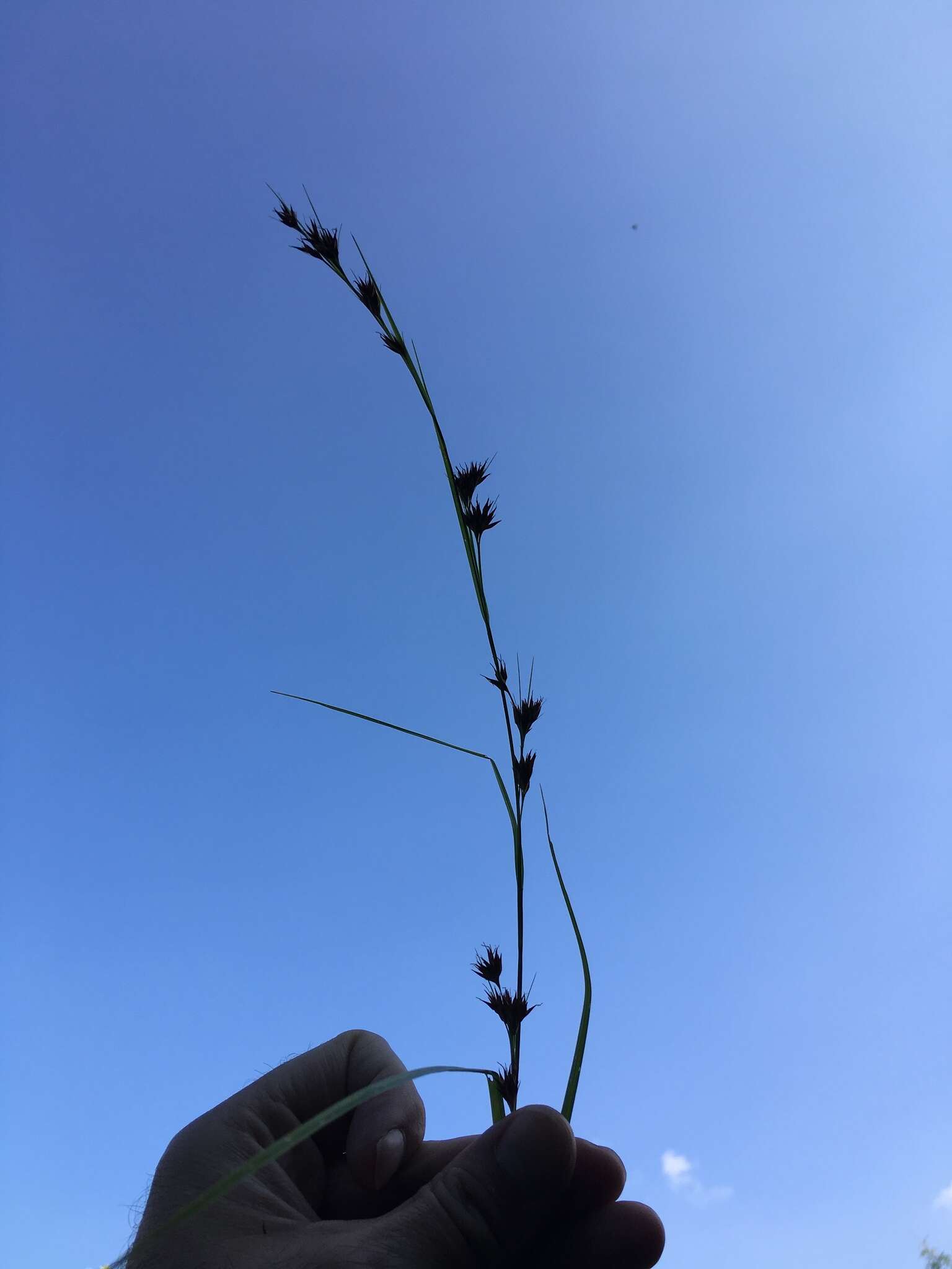 Image of Clustered Beak Sedge