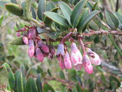 Image of Andean blueberry