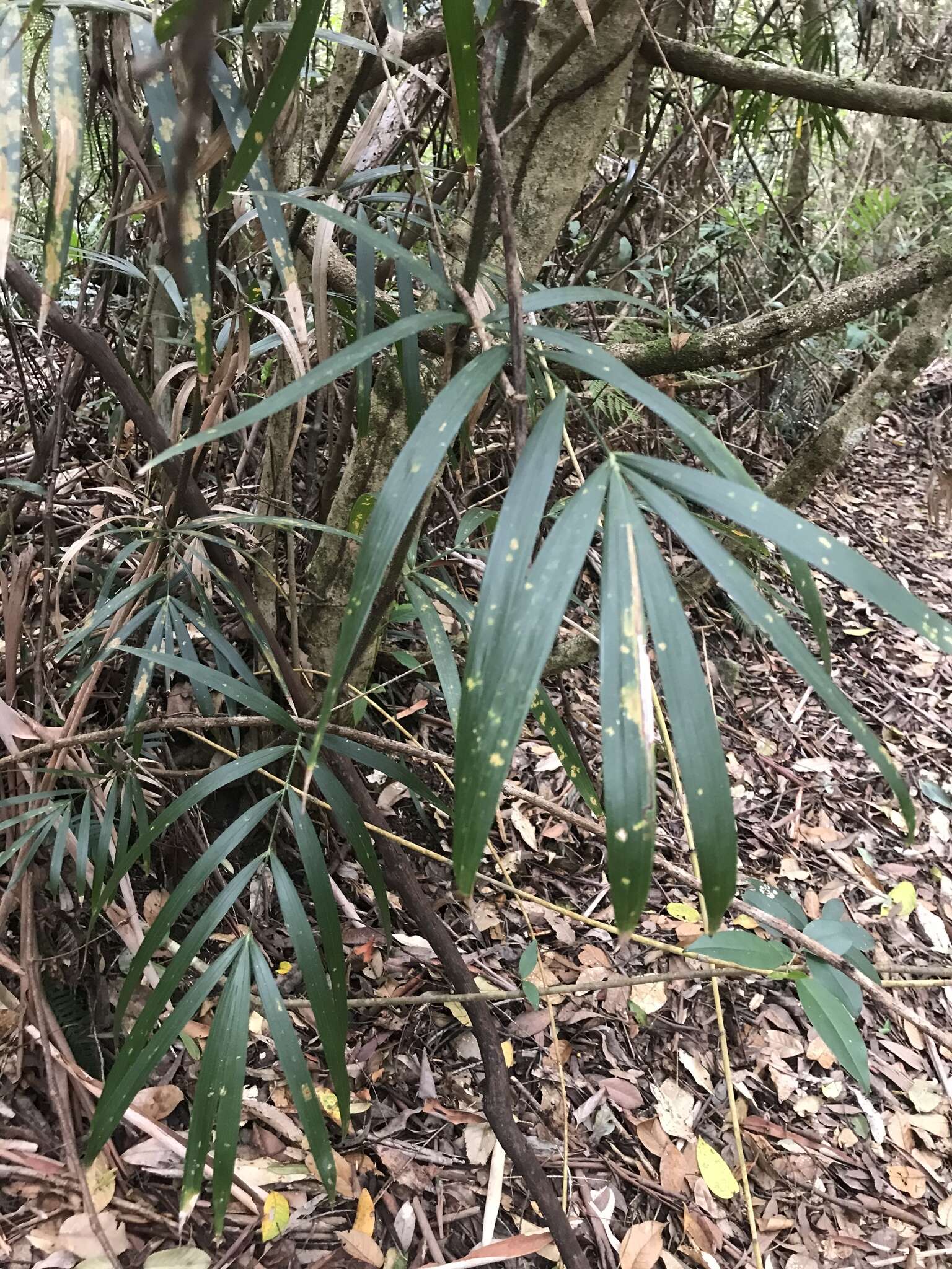 Image of Large-seeded lawyer's vine