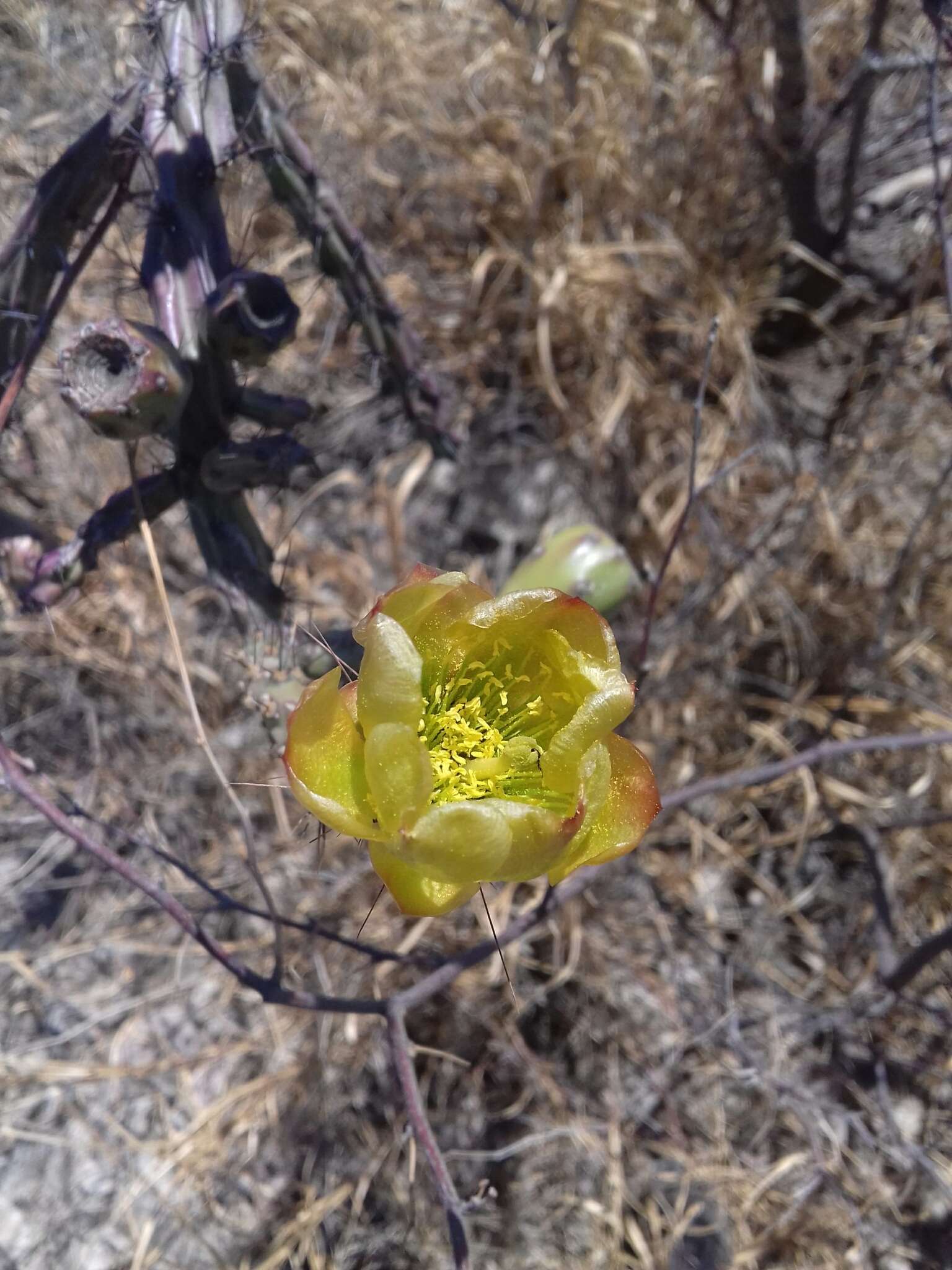 Imagem de Cylindropuntia thurberi (Engelm.) F. M. Knuth