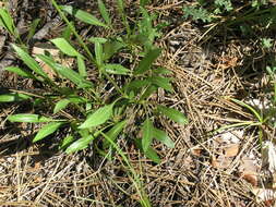 Image de Cephalaria coriacea (Willd.) Roem. & Schult. ex Steudel