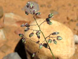 Image of Eragrostis obtusa Munro ex Ficalho & Hiern