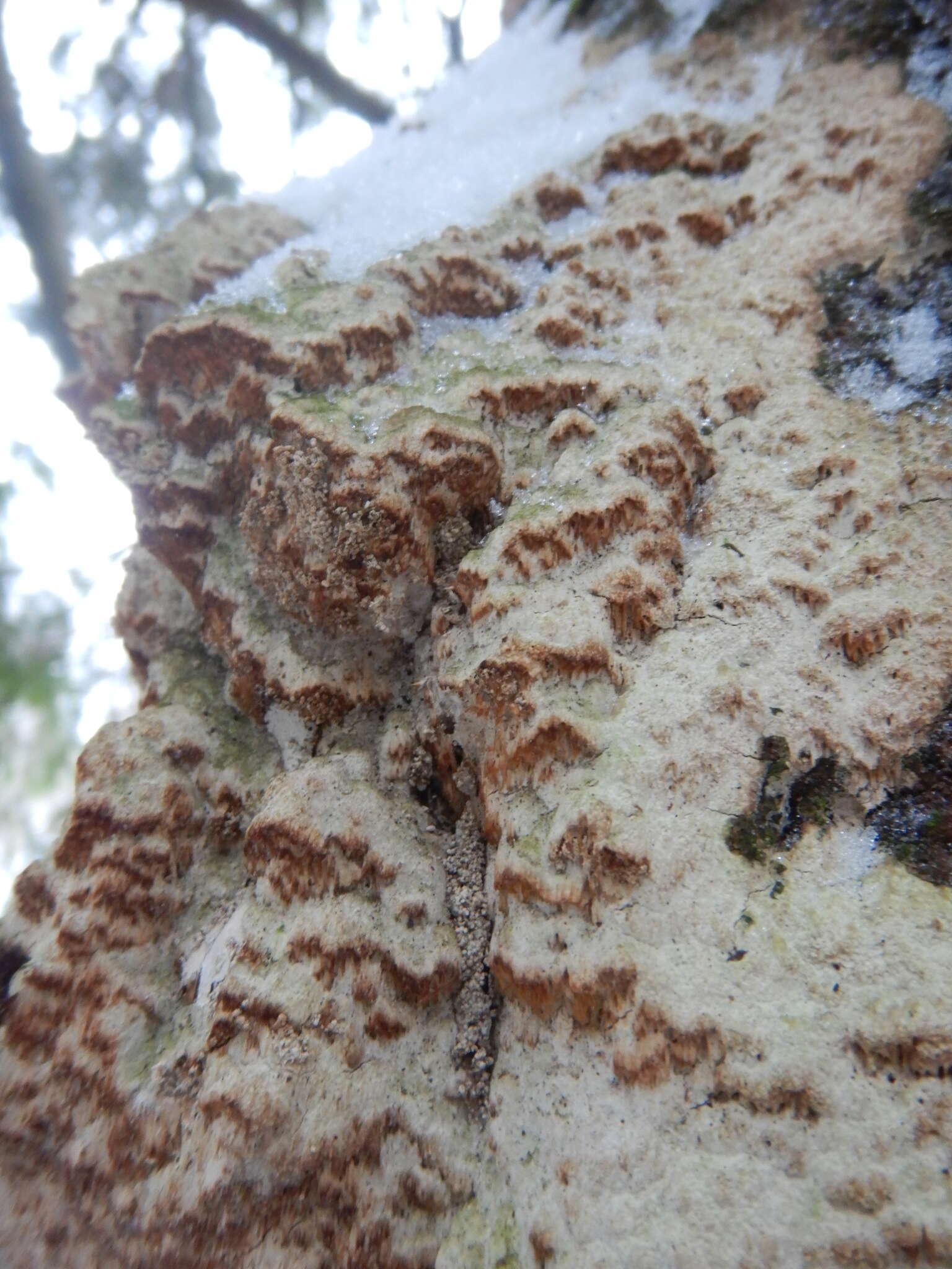 Image de Polypore corticole