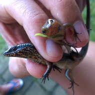 Image of Nicobar Island Skink