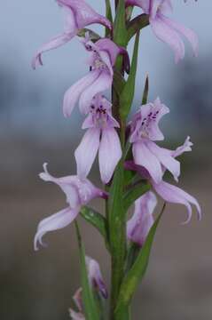 Image of Brownleea recurvata Sond.