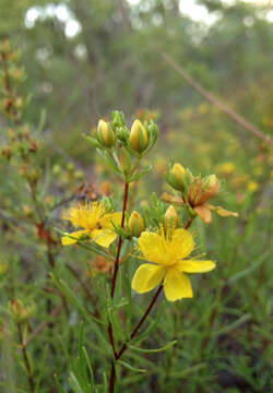 Image of sandhill St. Johnswort