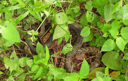 Image of Keeled Rat Snake