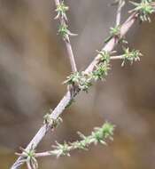 Слика од Aspalathus retroflexa subsp. bicolor (Eckl. & Zeyh.) R. Dahlgren