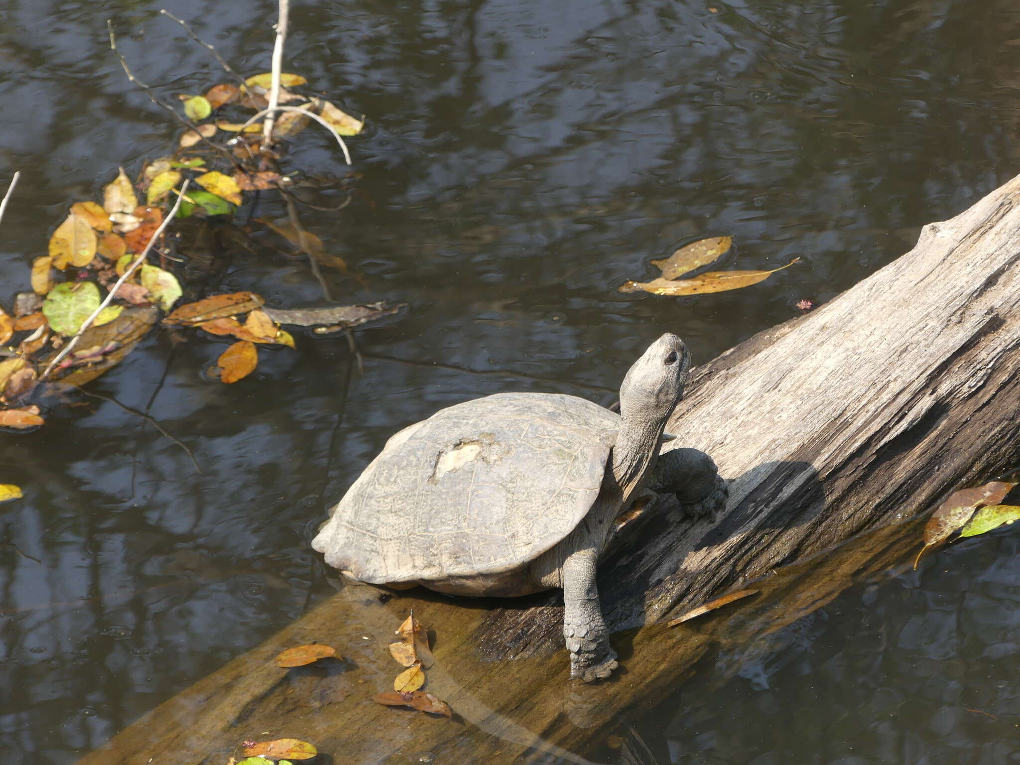 Image of Giant Asian Pond Turtle