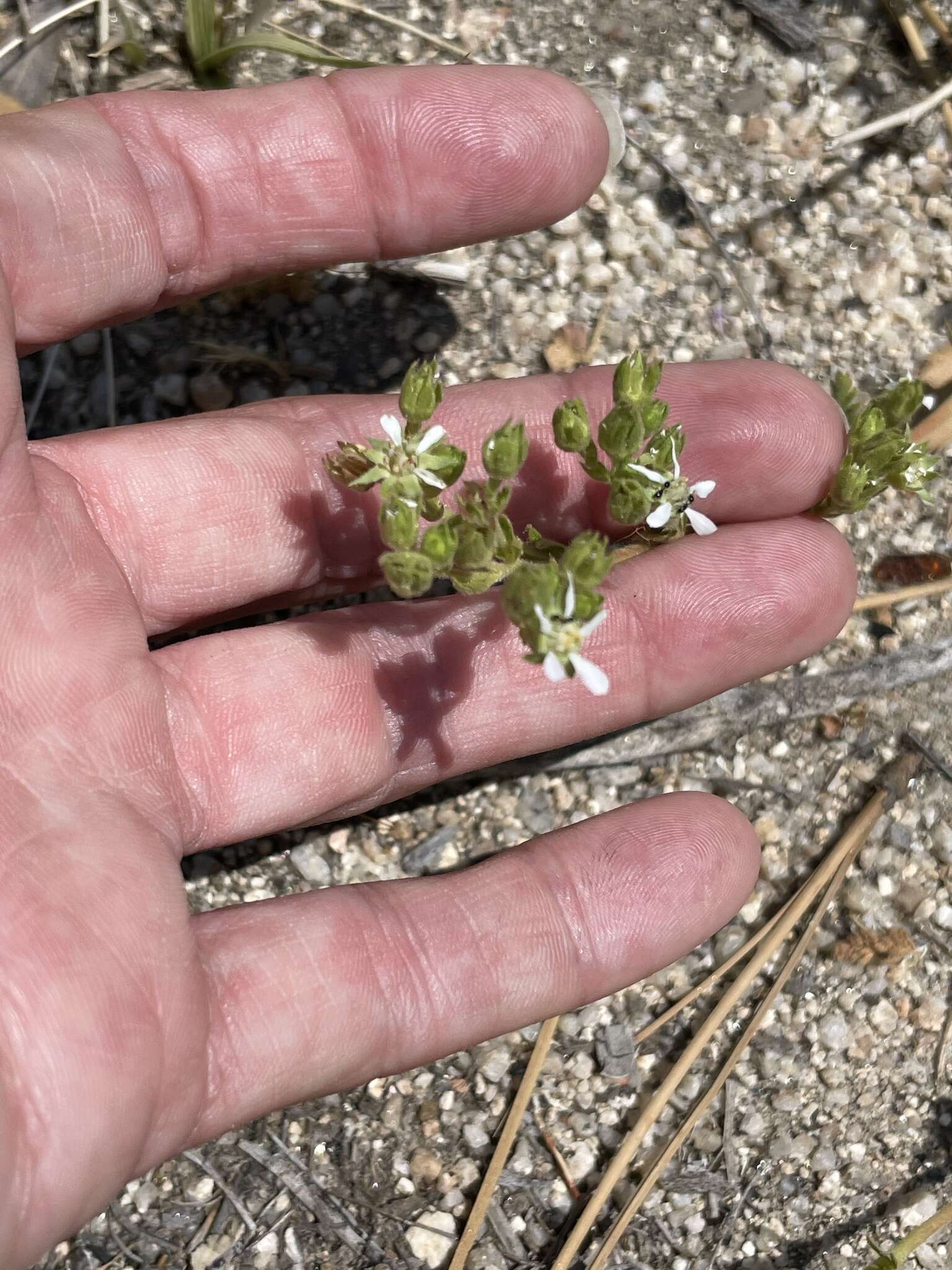 Image of Horkelia clevelandii var. brevibracteata