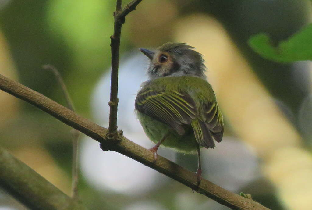 Image of Eared Pygmy Tyrant