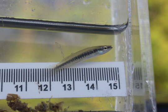 Image of Blackstripe Topminnow