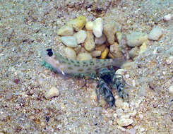 Image of Fierce shrimpgoby