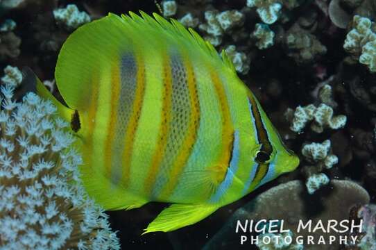 Image of Rainford's Butterflyfish