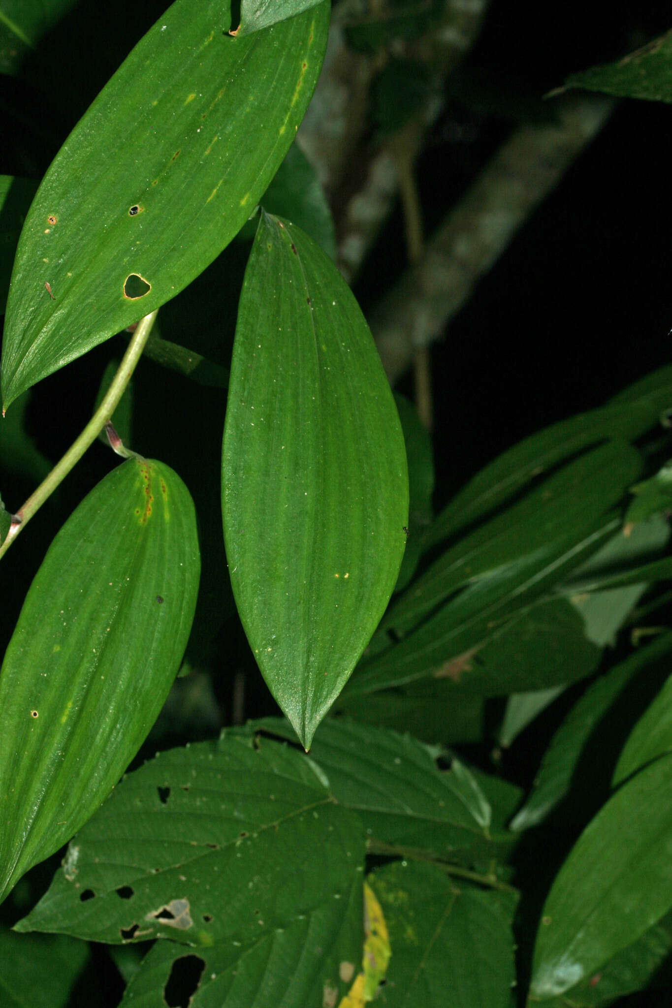 Imagem de Bomarea dolichocarpa Killip