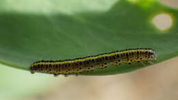 Image of toadflax brocade