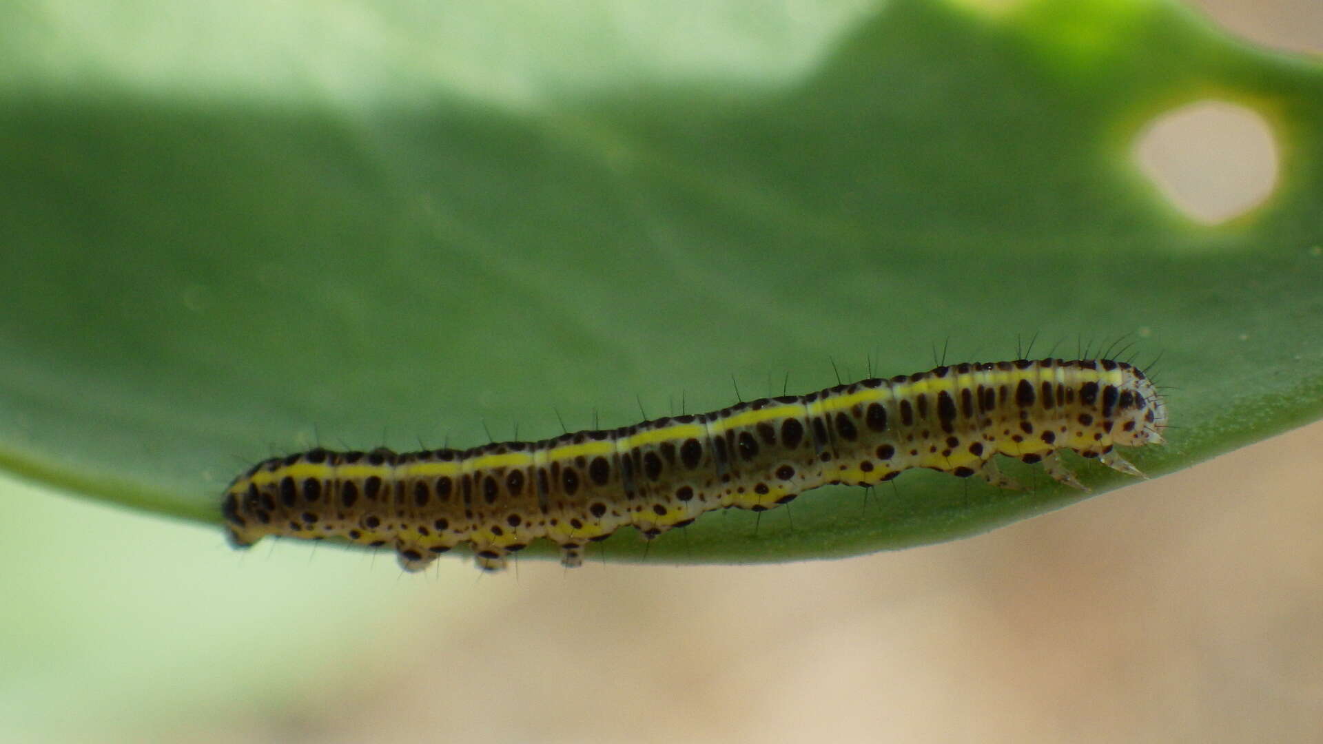 Imagem de Calophasia lunula Hufnagel 1766