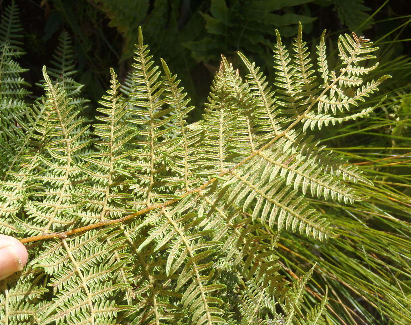 Image of Bracken